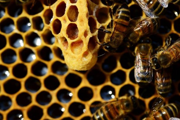 Élevage de reines abeilles - Savignac - Les Ruchers de la Bassanne